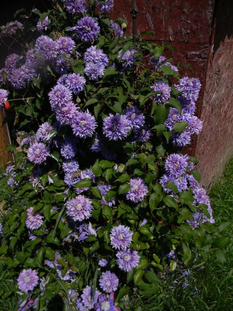 Domnisoara ciufulici - Clematite 2017
