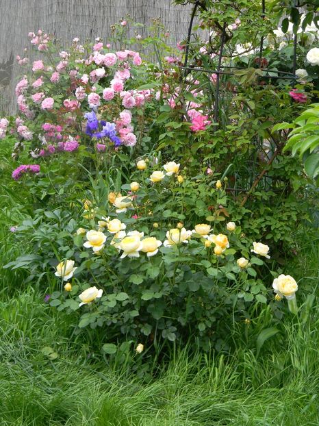  - 2 Gradina 2017