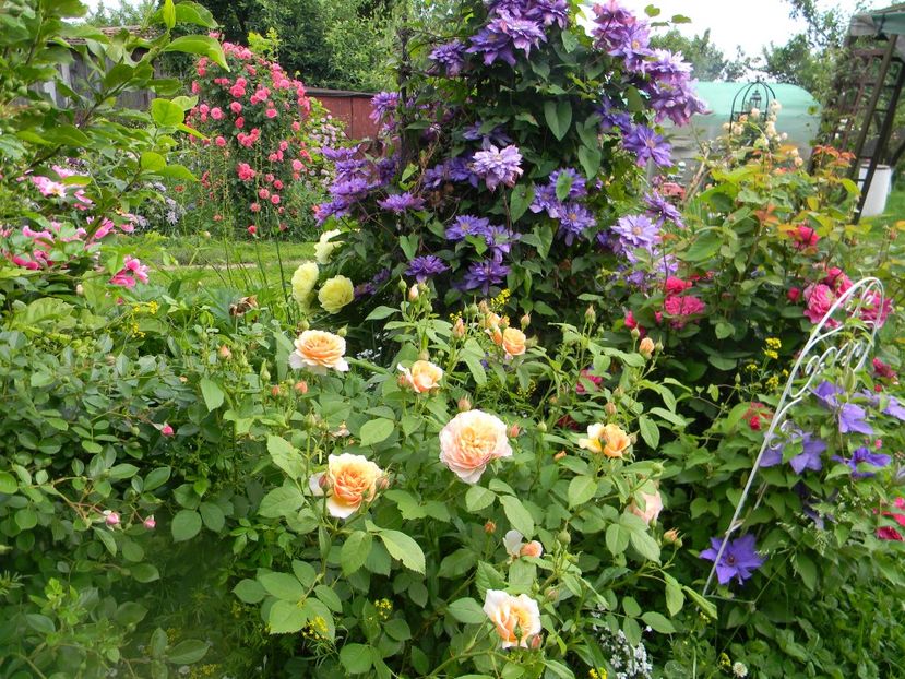  - 1-0 Favoritele gradinii mele