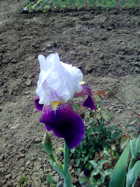  - Diverse flori 2017