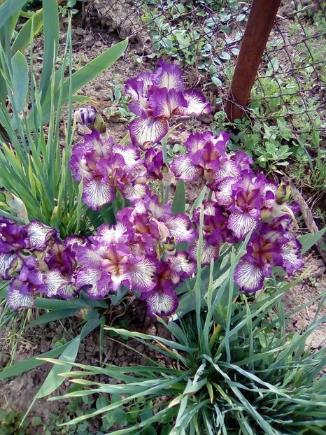  - Diverse flori 2017