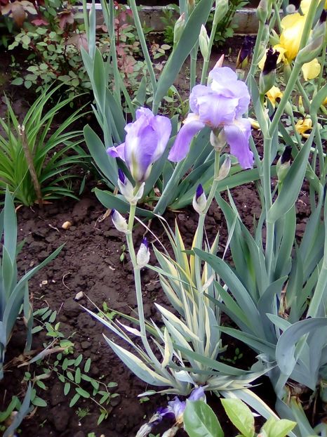  - Diverse flori 2017