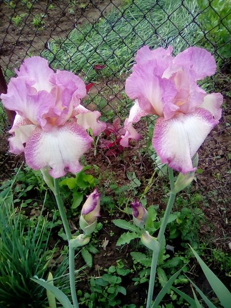  - Diverse flori 2017