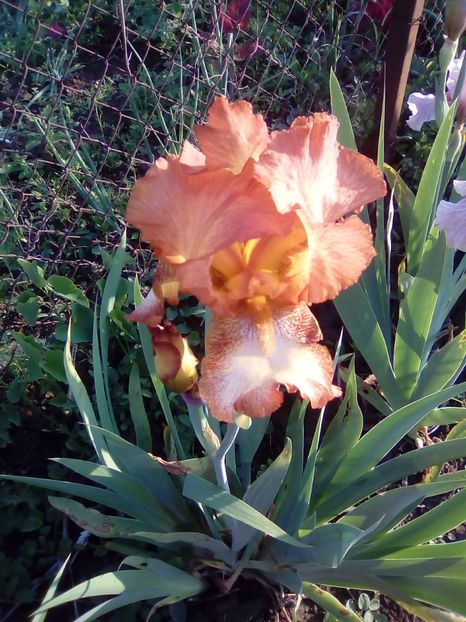  - Diverse flori 2017