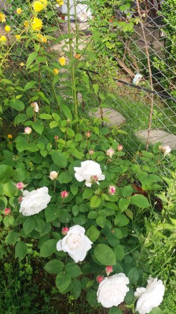  - Winchester cathedral