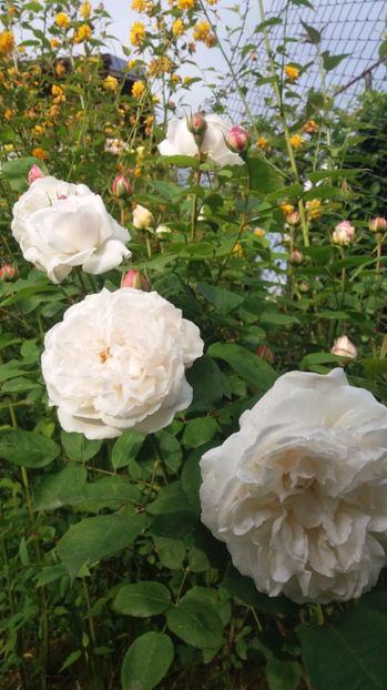  - Winchester cathedral