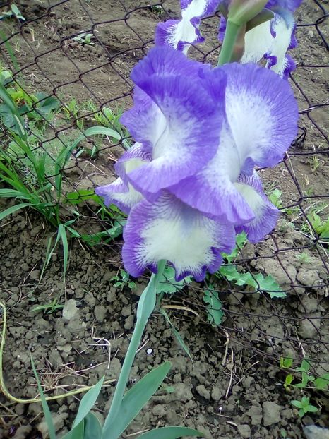  - Diverse flori 2017