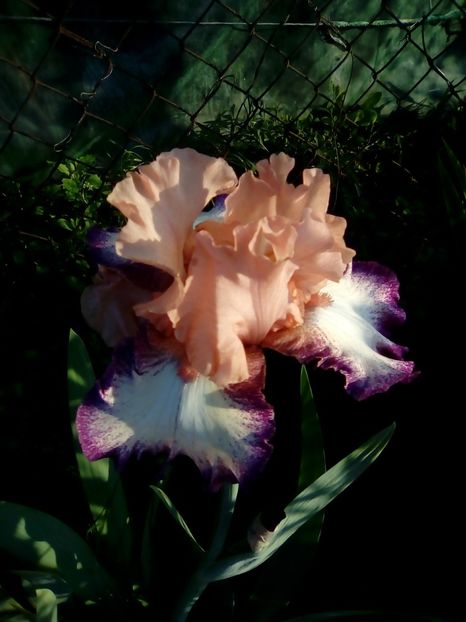  - Diverse flori 2017