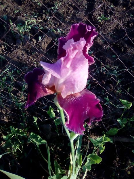  - Diverse flori 2017