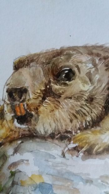  - Picturi in acuarela