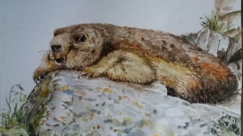  - Picturi in acuarela