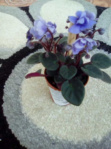  - Diverse flori 2017