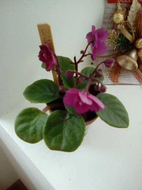  - Diverse flori 2017