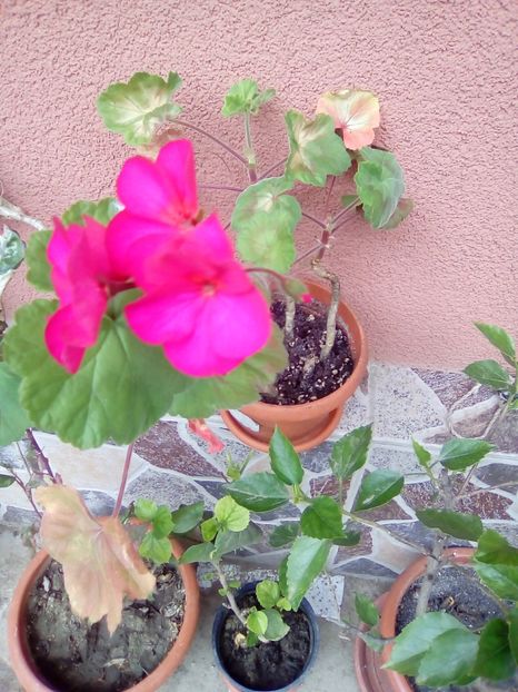  - Diverse flori 2017