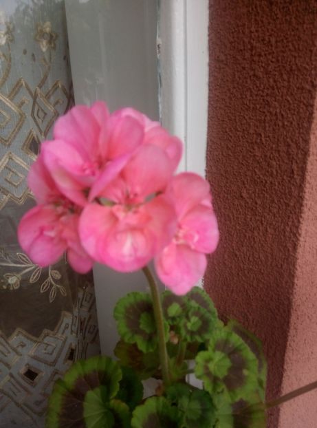  - Diverse flori 2017