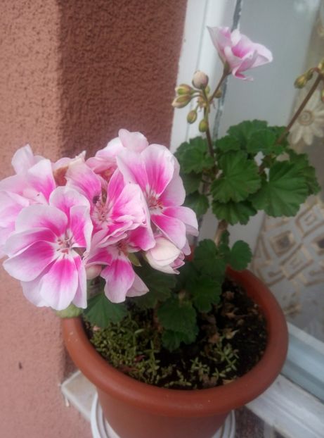  - Diverse flori 2017