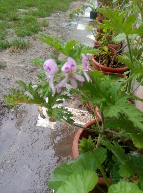  - Diverse flori 2017