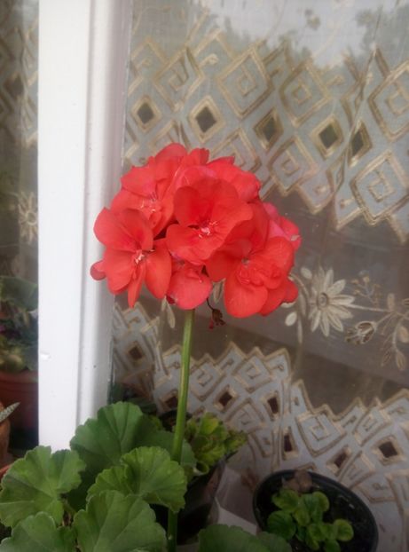  - Diverse flori 2017