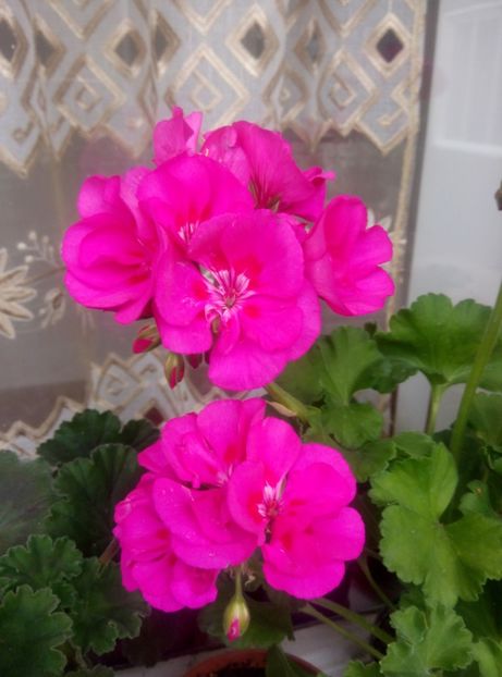  - Diverse flori 2017