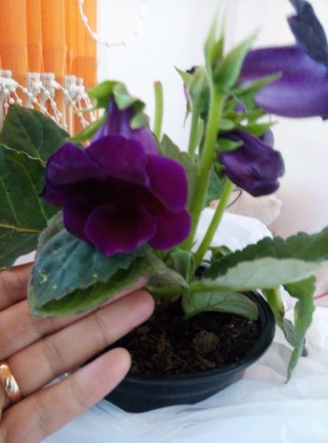  - Diverse flori 2017