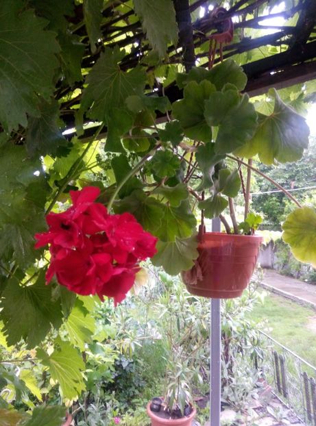  - Diverse flori 2017