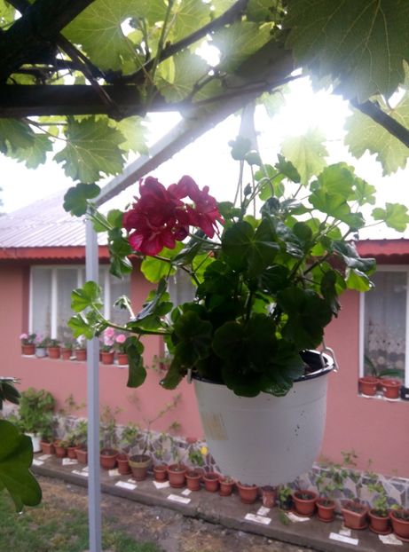  - Diverse flori 2017