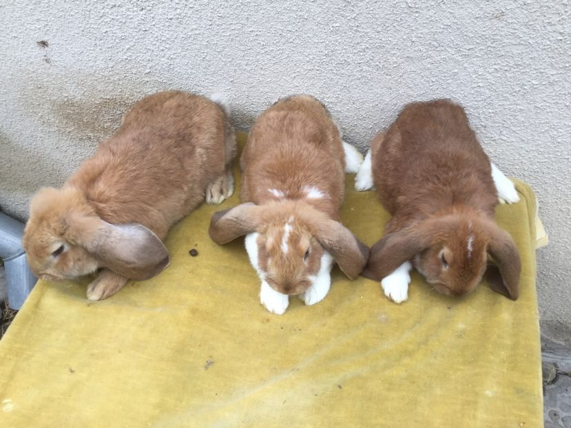  - Primii mei berbeci