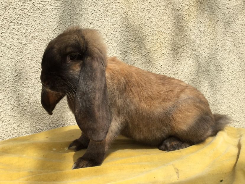  - Primii mei berbeci