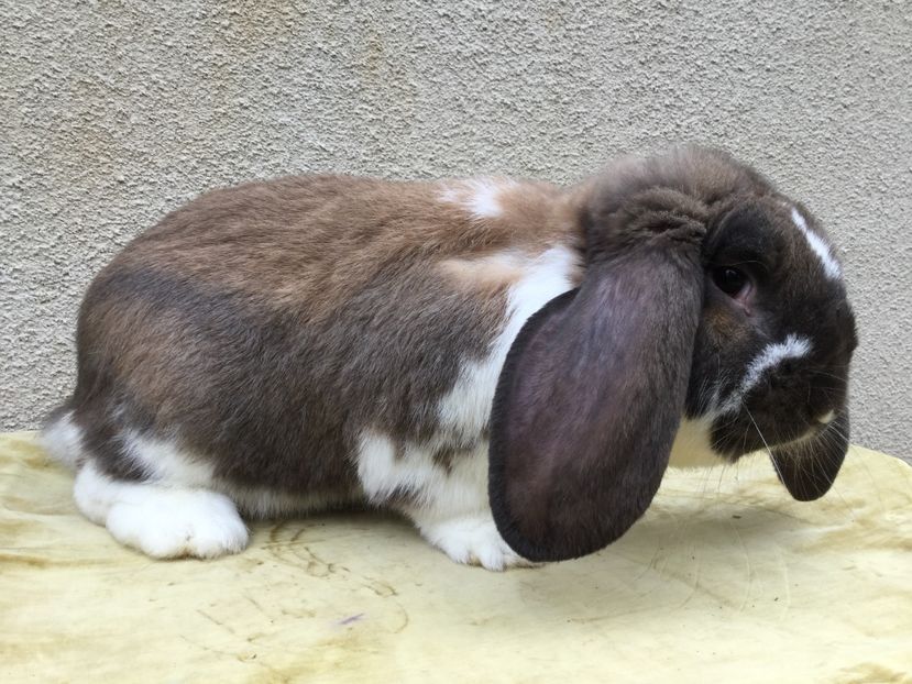  - Primii mei berbeci