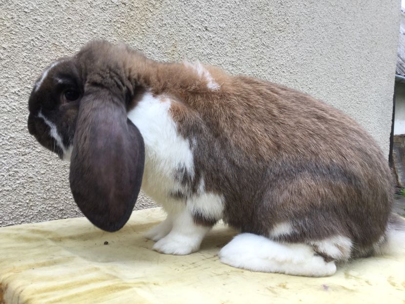  - Primii mei berbeci