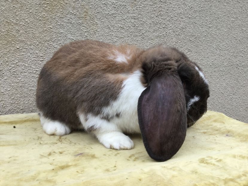  - Primii mei berbeci