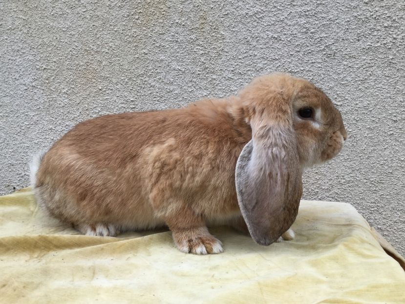  - Primii mei berbeci