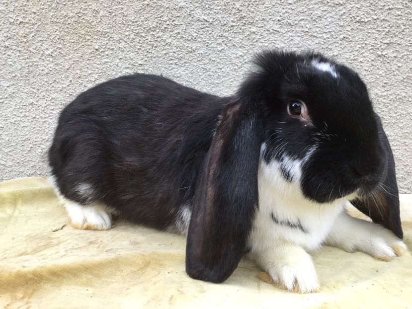  - Primii mei berbeci