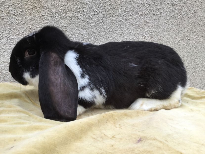  - Primii mei berbeci