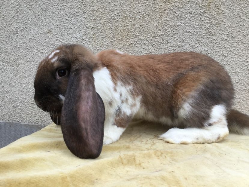  - Primii mei berbeci