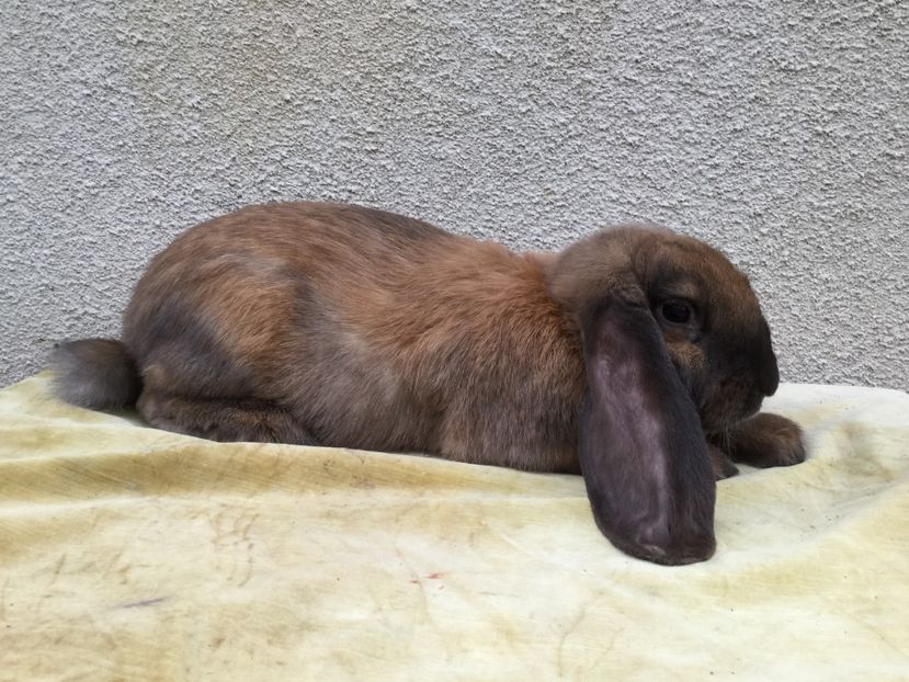  - Primii mei berbeci