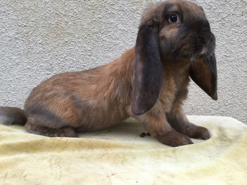  - Primii mei berbeci