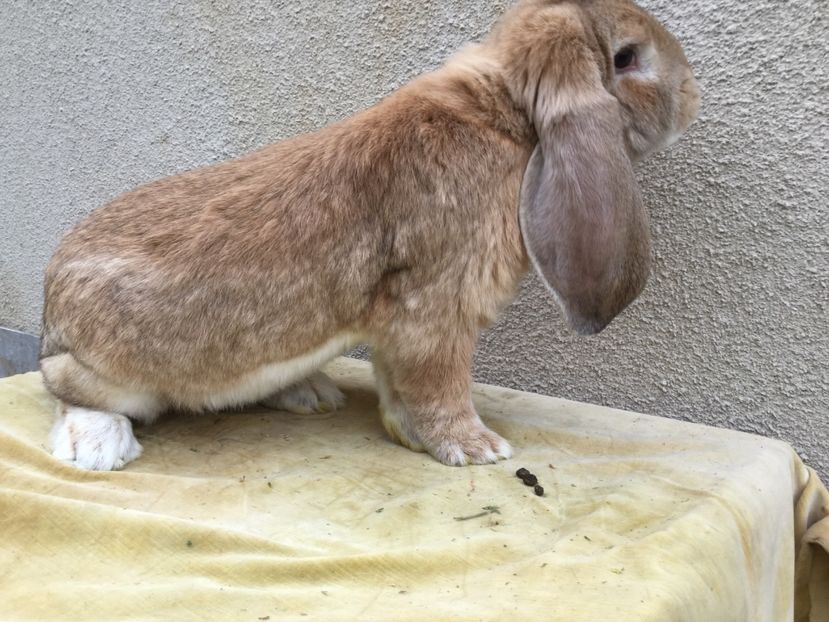  - Primii mei berbeci