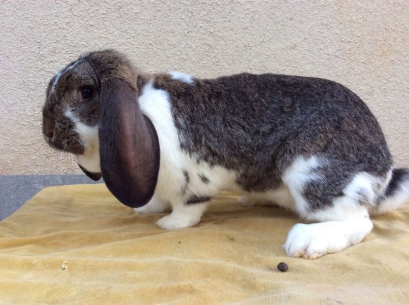  - Primii mei berbeci