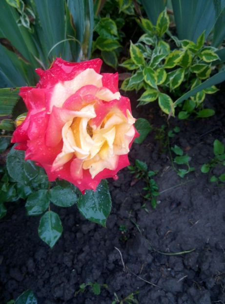  - Diverse flori 2017