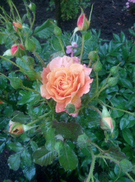  - Diverse flori 2017