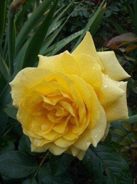  - Diverse flori 2017