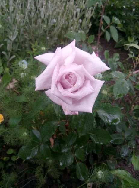  - Diverse flori 2017