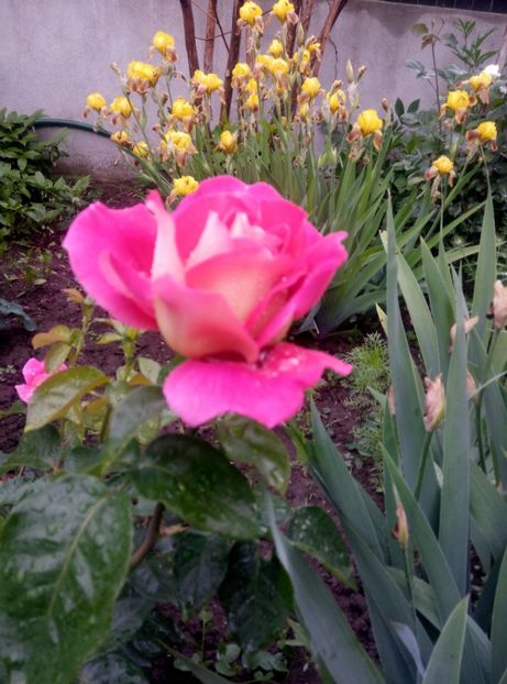  - Diverse flori 2017