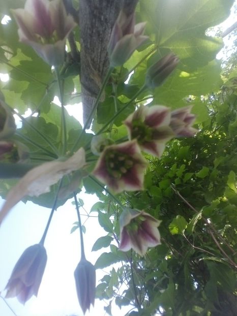  - Diverse flori 2017