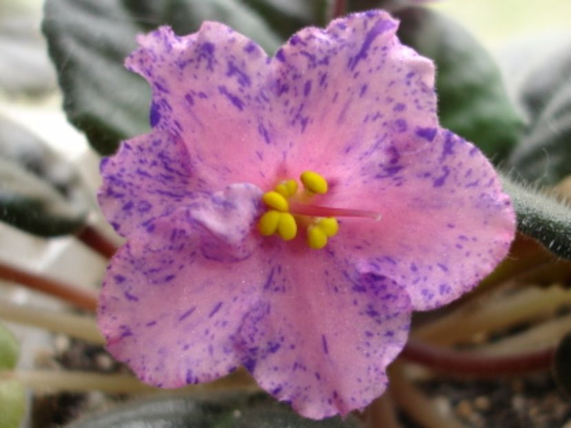 Kostia’s Fantasy poza net - ZZ Kostia s Fantasy