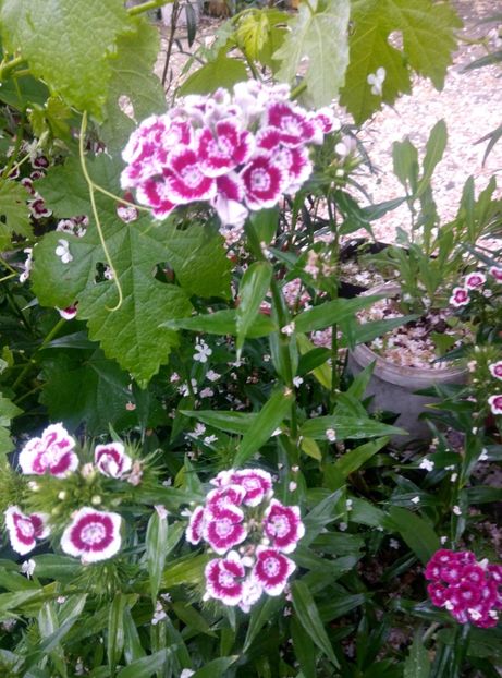  - Diverse flori 2017