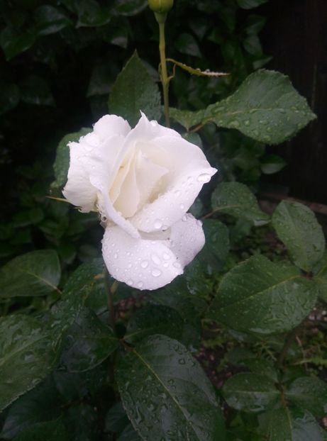  - Diverse flori 2017