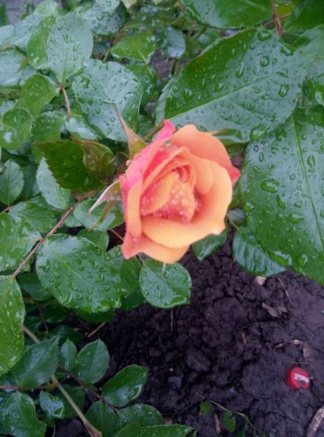  - Diverse flori 2017