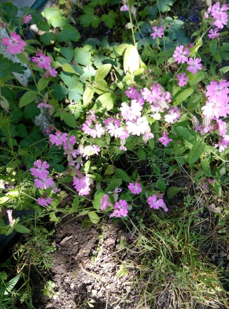  - Diverse flori 2017